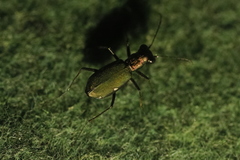 Cylindera germanica