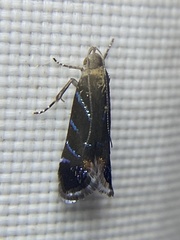 Strobisia proserpinella