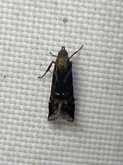 Strobisia proserpinella