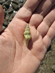 Fasciolariidae