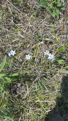 Sisyrinchium albidum