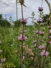 Phlomoides tuberosa