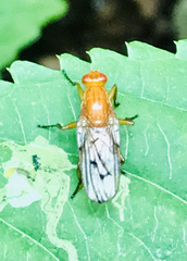 Dryomyzidae