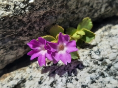 Primula daonensis