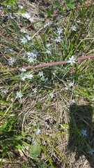 Sisyrinchium albidum