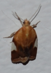 Clepsis persicana