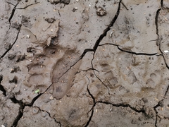 Ursus arctos beringianus