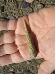 Turritella gonostoma