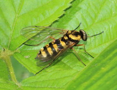 Chrysopilus ornatus