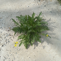 Diplotaxis tenuifolia