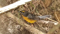 Basileuterus lachrymosus