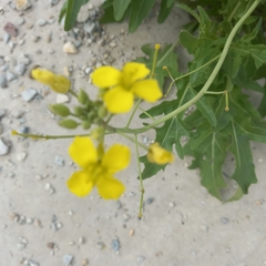 Diplotaxis tenuifolia