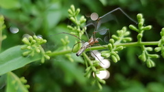 Tetragnatha