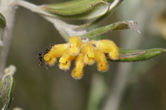 Grevillea fuscolutea