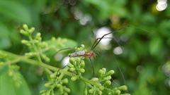 Tetragnatha