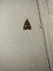 Phaeochlaena lampra