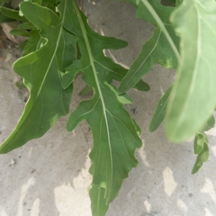 Diplotaxis tenuifolia