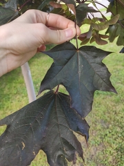 Acer platanoides