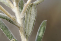 Grevillea fuscolutea