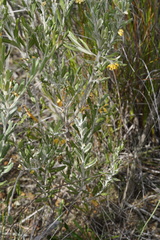 Grevillea fuscolutea