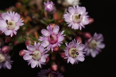 Verticordia plumosa