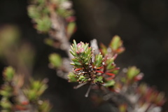 Verticordia plumosa