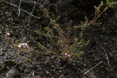 Verticordia plumosa