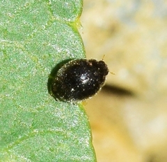 Stethorus pusillus