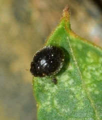 Stethorus pusillus