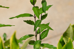 Periploca sepium