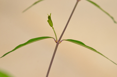 Periploca sepium