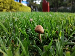 Panaeolus
