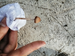 Panaeolus