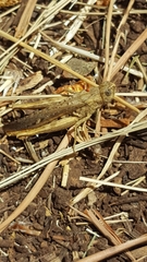 Chorthippus brunneus