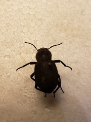 Trachyderma philistina