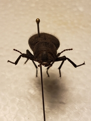 Trachyderma philistina