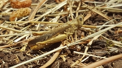 Chorthippus brunneus