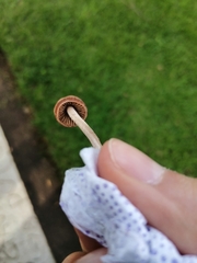 Panaeolus