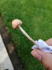 Panaeolus