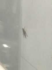 Insecta