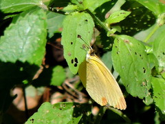 Pyrisitia dina westwoodi