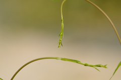 Periploca sepium