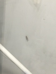 Insecta