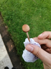 Panaeolus