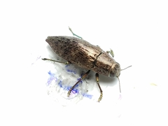 Dicerca lurida