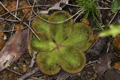 Drosera collina