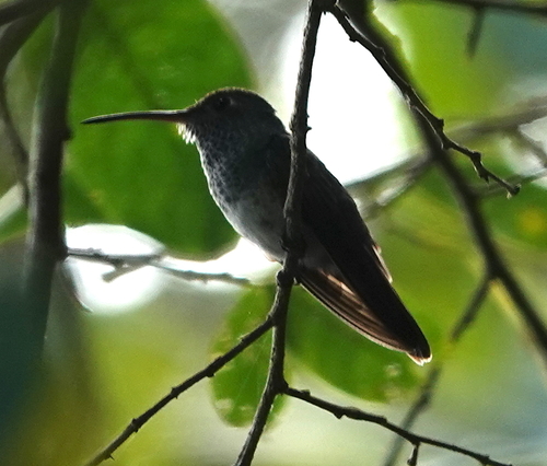 Honduran Emerald (Amazilia luciae), photo 7