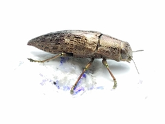 Dicerca lurida