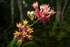 Asclepias lanceolata × rubra