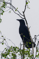 Corvus corone